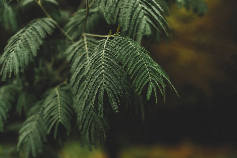 Indoor greenery options