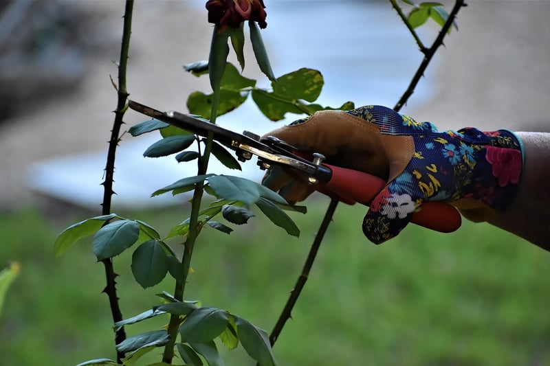 Pruning techniques