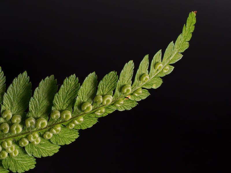 Ferns