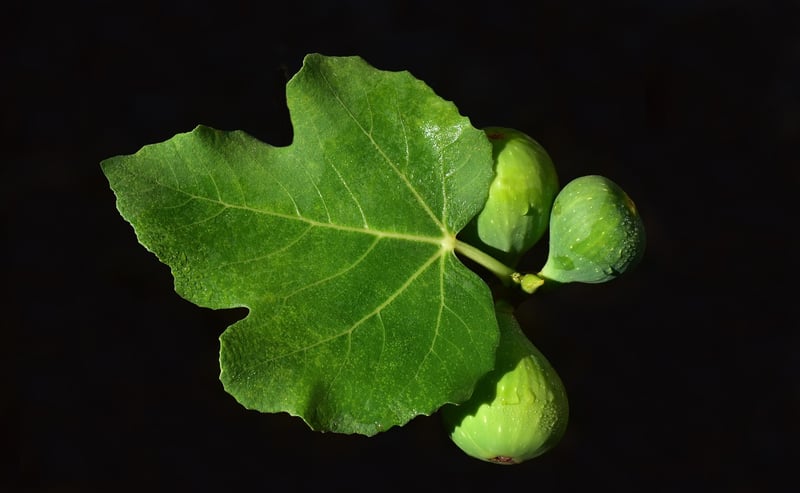 Fiddle Leaf Fig