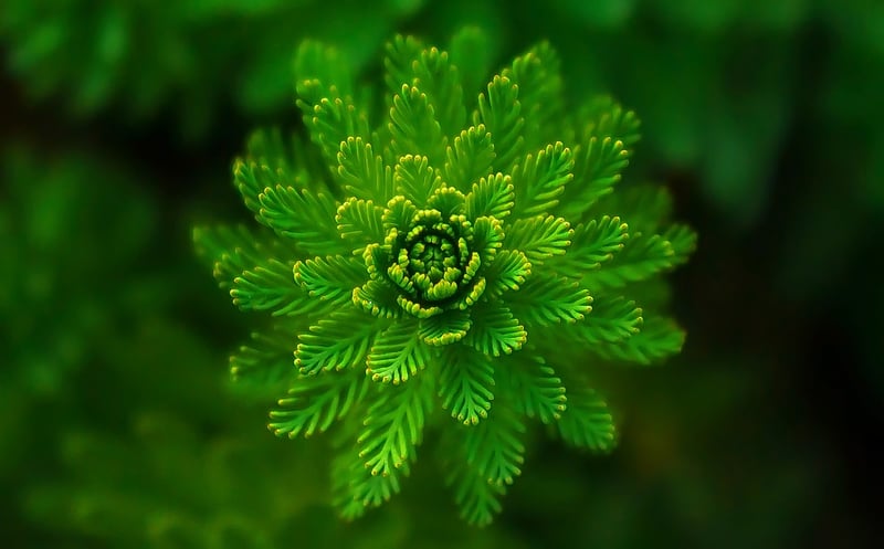 Herbs